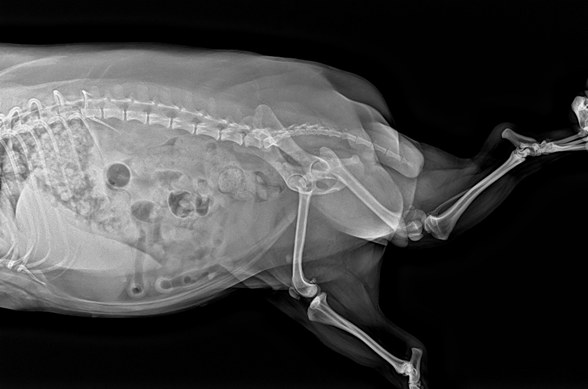 Vetease 3 clinical reference image — example 2