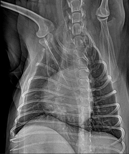 Vetease 3 clinical reference image — example 3