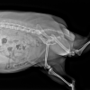 Vetist 3 clinical reference image — example 2