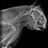Vetopia 50 clinical reference image — example 1
