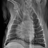 Vetopia 70 clinical reference image — example 3