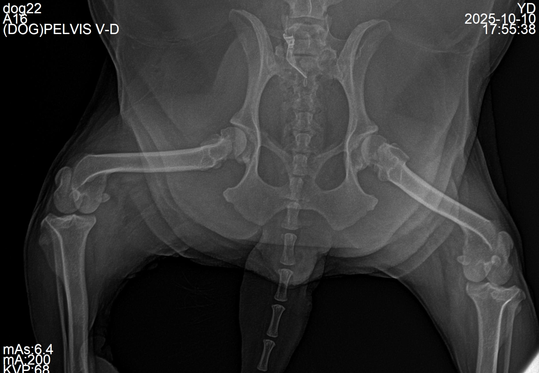 中型犬 X 光样片（12 kg）