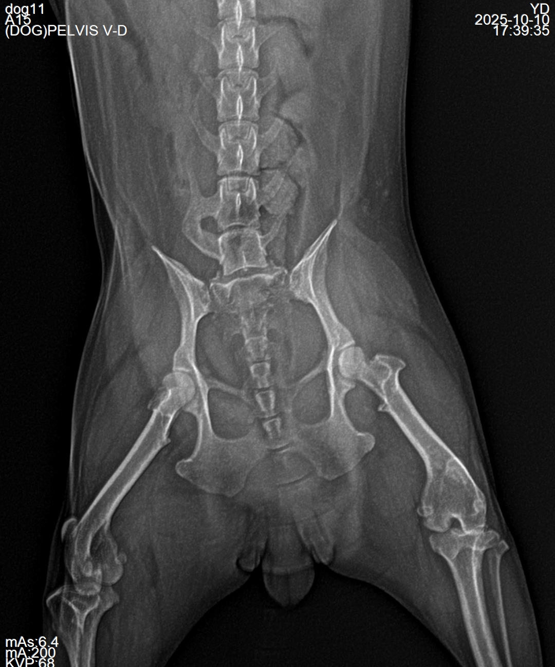 小型犬 X 光样片（2 kg）