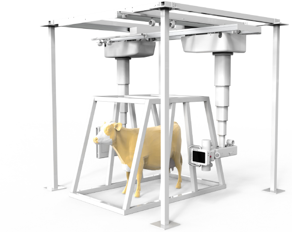 iVision-1000X Dual-Tower ceiling-mounted DR system — overhead suspended tube heads over bovine patient