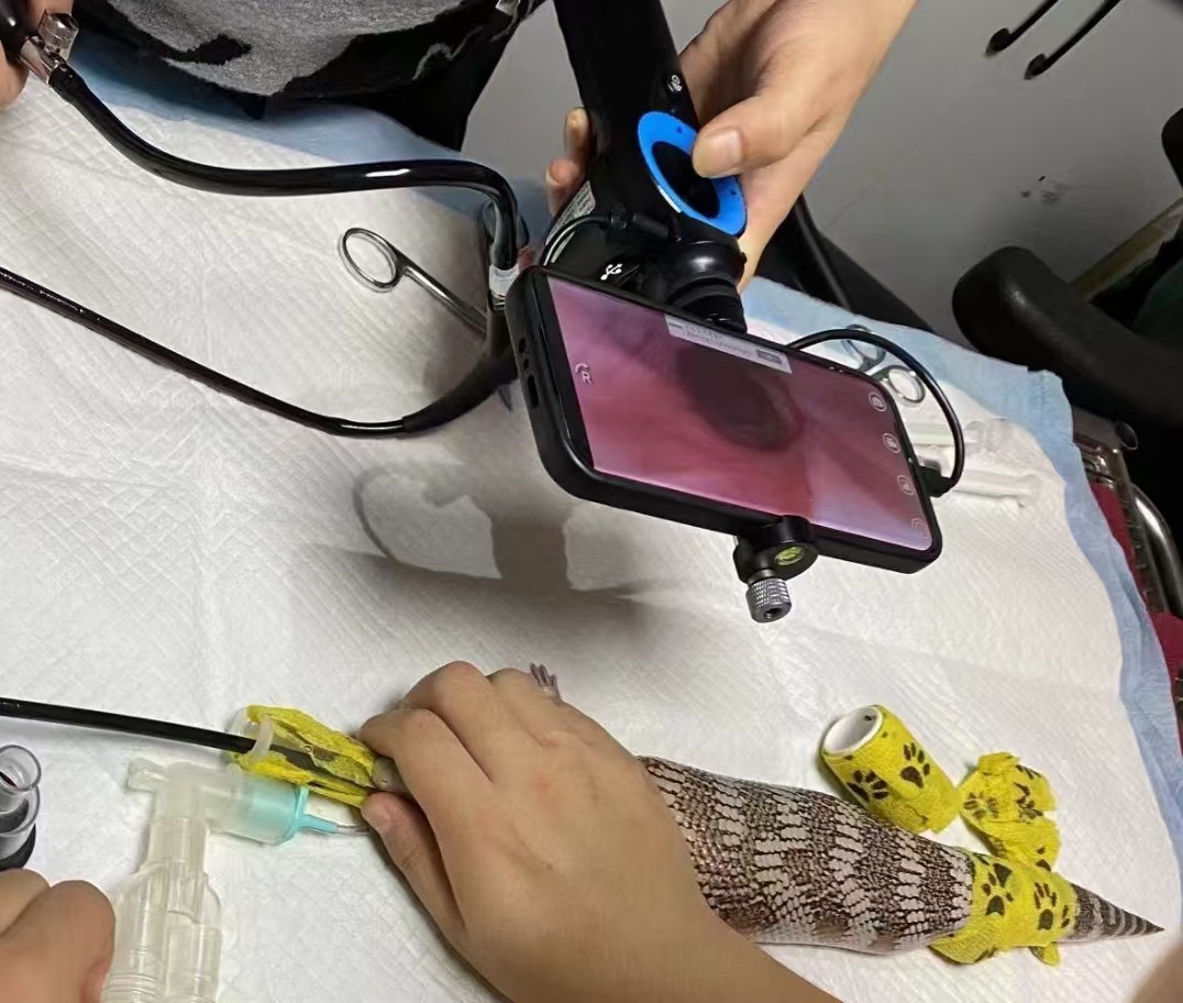 IWA-HD3 临床使用