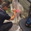 IWA-LAS10 veterinary laser therapy in clinical use on a canine patient