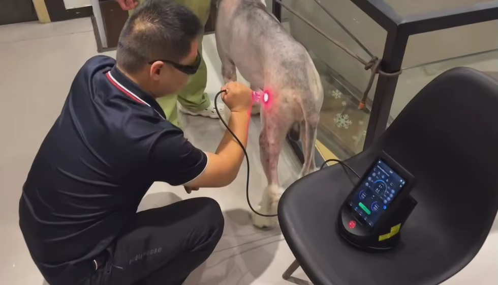IWA-LAS10 临床使用 - 犬科患者