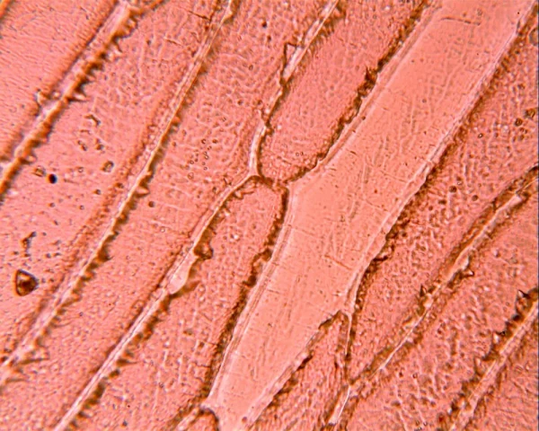 三目生物显微镜 (IWA-MIC102) - detail view 13
