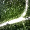 三目生物显微镜 (IWA-MIC102) - detail view 15