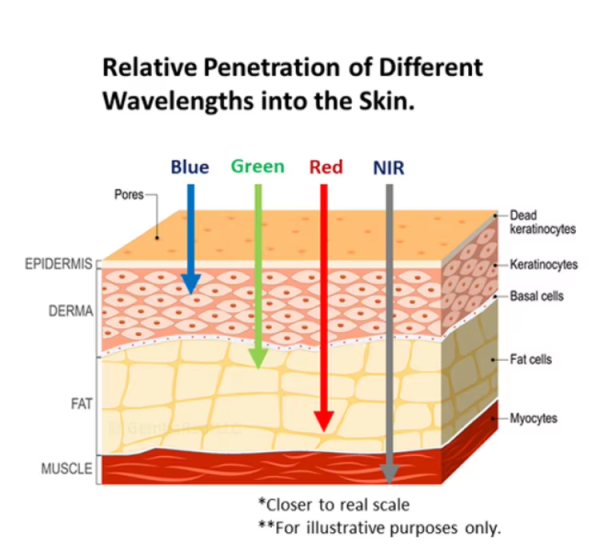 IWA-RLT20 — relative penetration of blue, green, red, and near-infrared wavelengths through skin layers