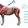 IWA-SWT20 equine applications — accelerate healing, pain management, ligament injuries, muscle tears across 10 body areas