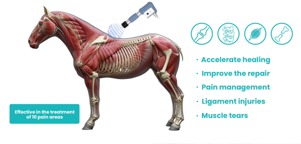 IWA-SWT20 equine applications — accelerate healing, pain management, ligament injuries, muscle tears across 10 body areas