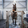 IWA-TM10 — horse in underwater treadmill, side view through transparent panel