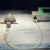 IWA-Ven10 feature - clinical application range across multiple exotic species