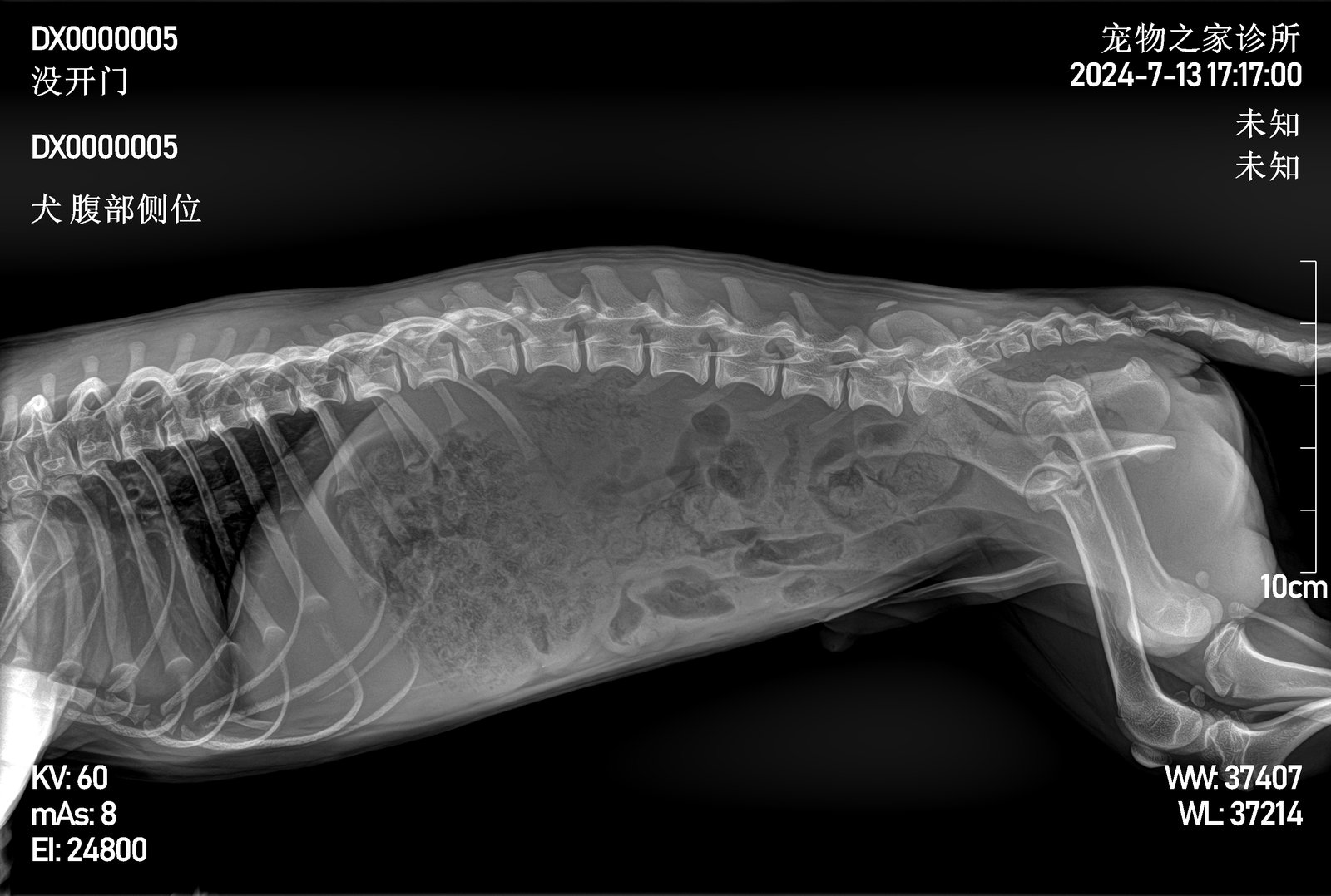 犬腹部 X 光样片（侧位）