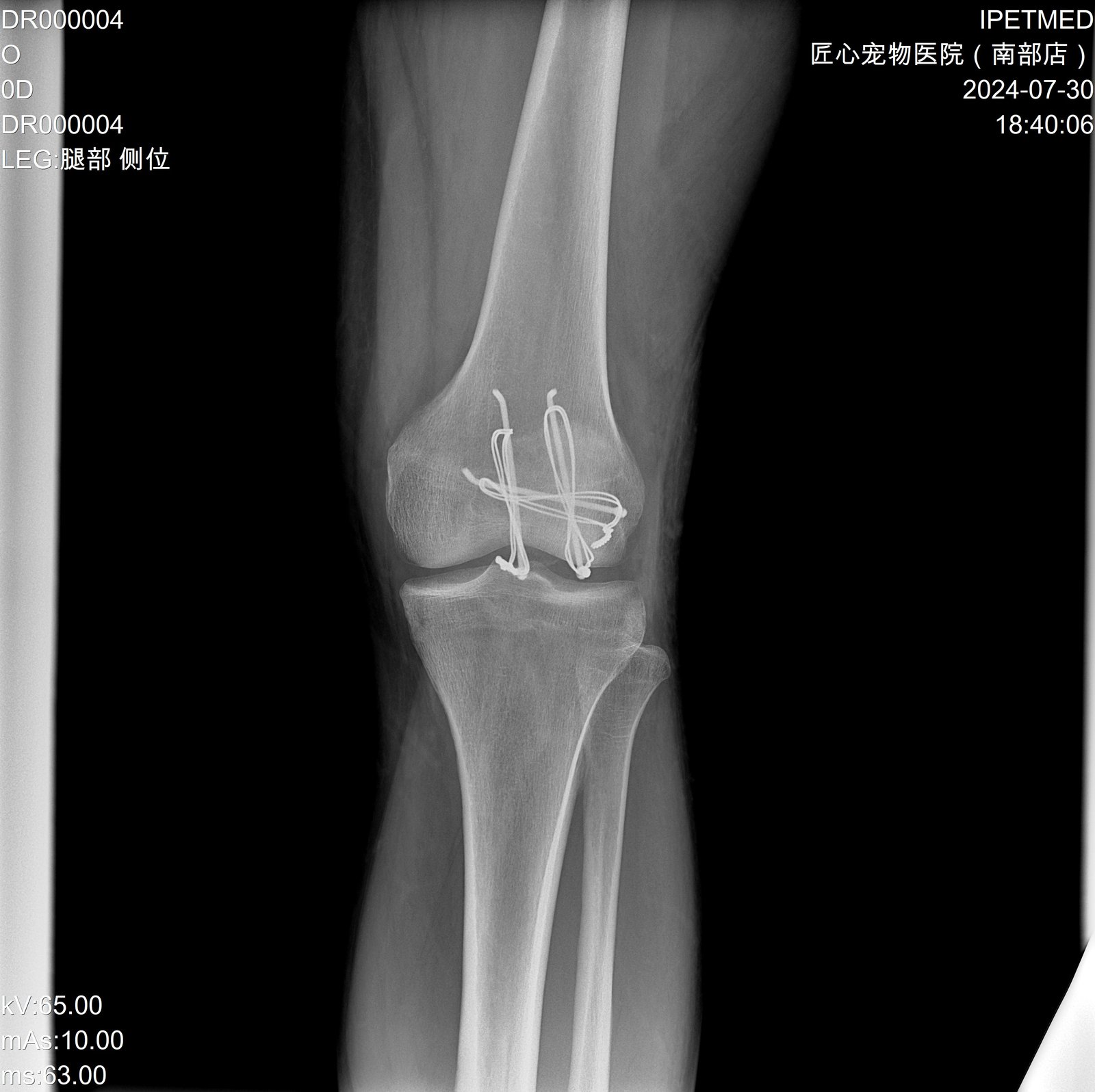 犬膝关节术后 X 光复查样片（内固定）